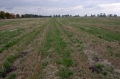 Działka, Żórawina, Rzeplin